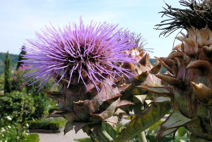Blüte