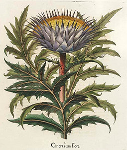Seite des Hortus Eystettensis: Artischockenblüte